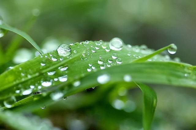 十五首關於夏日雨後的詩詞,殷勤昨夜三更雨,又得浮生一日涼_微風_一雨