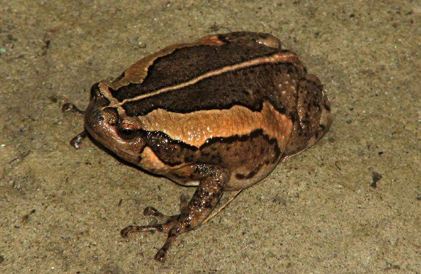 eing ong拐吁哦拐_鸣叫_瓦砾_乱石堆