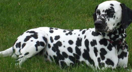 怎么训大麦町犬 先放松斑点狗紧张排斥的情绪_训练_狗狗_主人