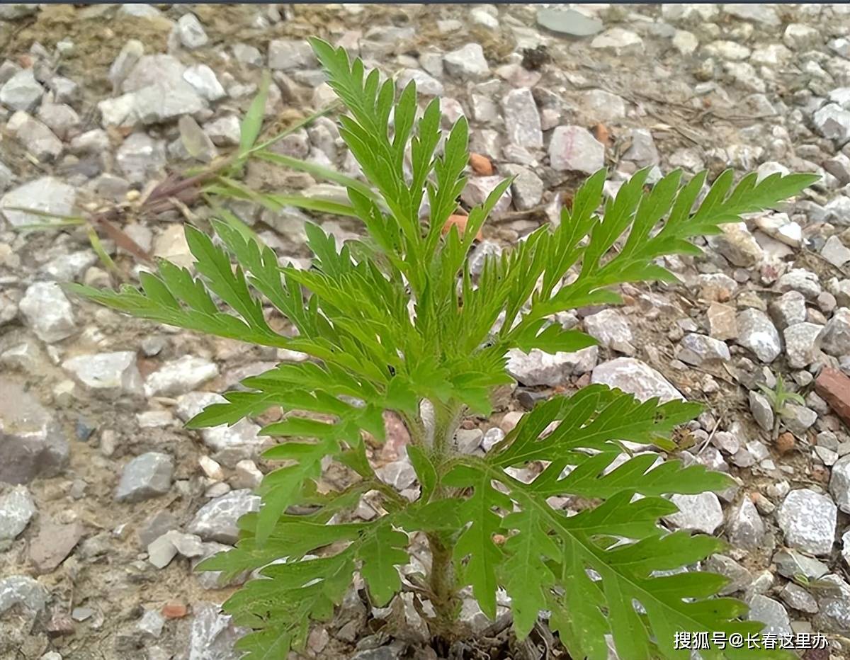 豚草花粉是引发过敏性鼻炎和支气管哮喘等反应症状的主要病原,对于