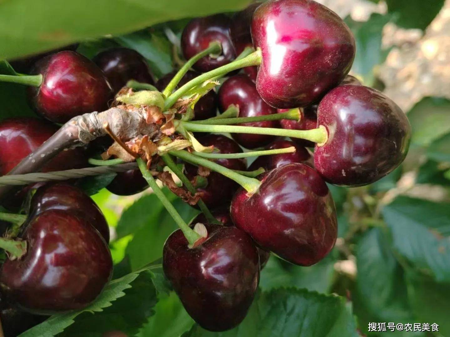 基本都要種植在防雨棚中,而且最好配備滴灌設備,否則這種大櫻桃特別