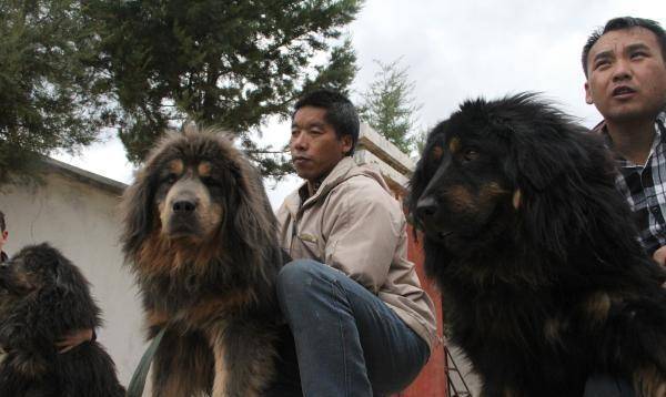 养7年假藏獒,被骗后用dna技术让天价神犬走下神坛_刘兵_王占奎_纯种