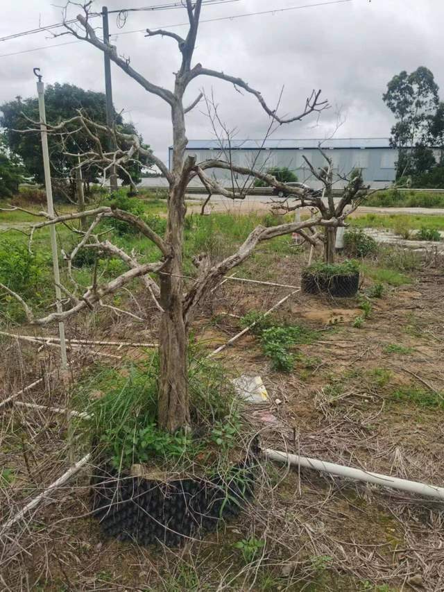 20畝名貴樹木被枯死,湛江一種植戶欲哭無淚_陳志輝_房屋_西坡村