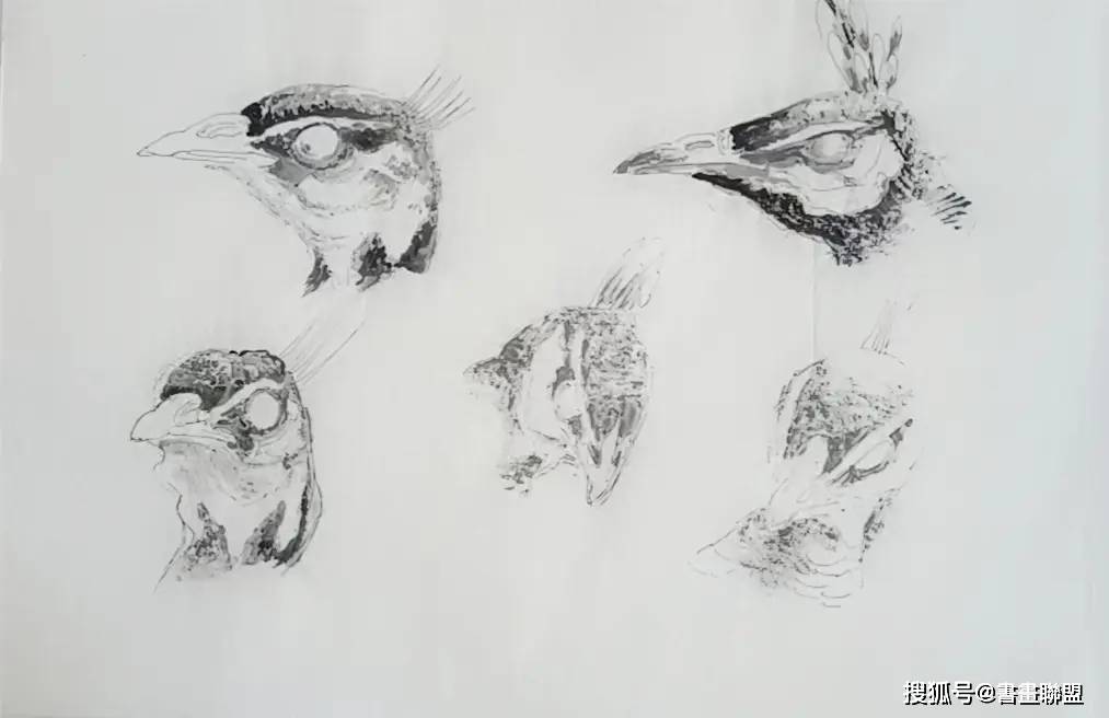 柳浪画派——画说孔雀_形态_头部_结构图