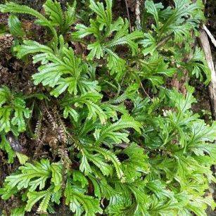 江苏惠明分享中药材石上柏拼音shí shànɡ bǎi别名 大叶菜,梭罗草