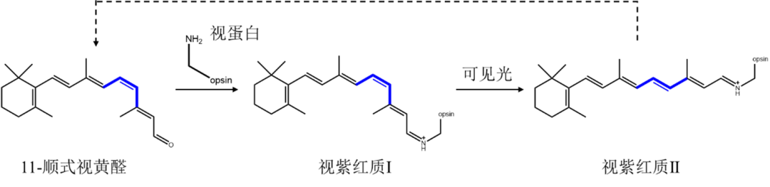 有机光化学反应类型（一）：烯烃的顺反异构化反应