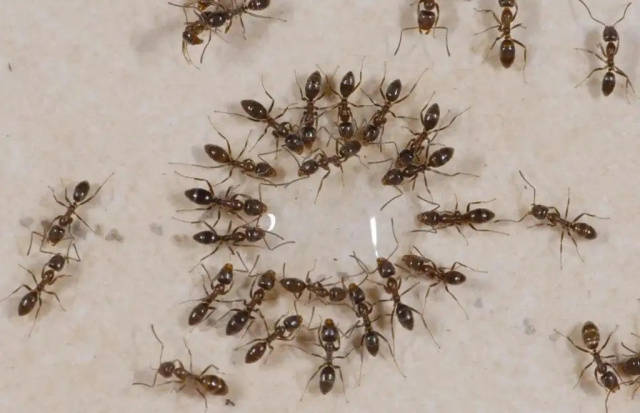 家里全是小蚂蚁怎么解决，解决蚂蚁问题的妙招插图2