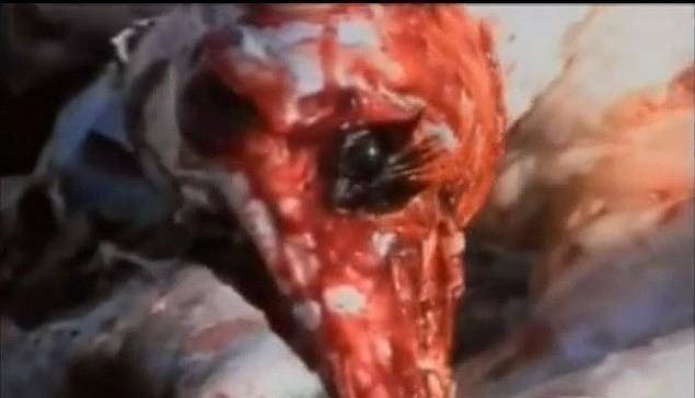 纪录片_动物_部分