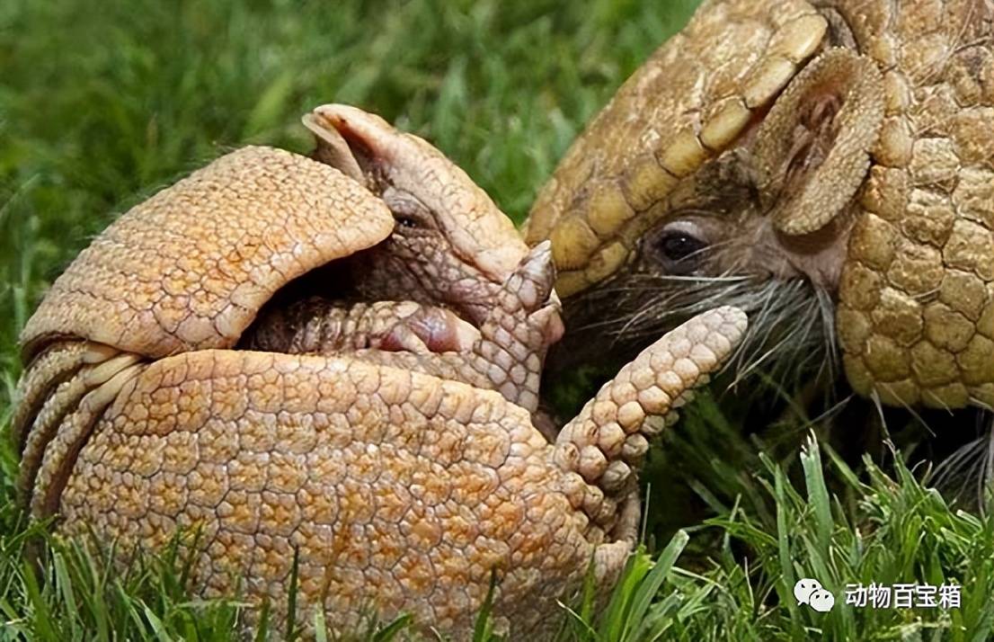 67穿山甲交配时间长达20多天,一夫多妻制生育,为何还会濒临灭绝