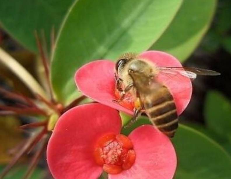 农村俗语:"好男不娶虎刺梅,好女不嫁流光锤",有没有道理?