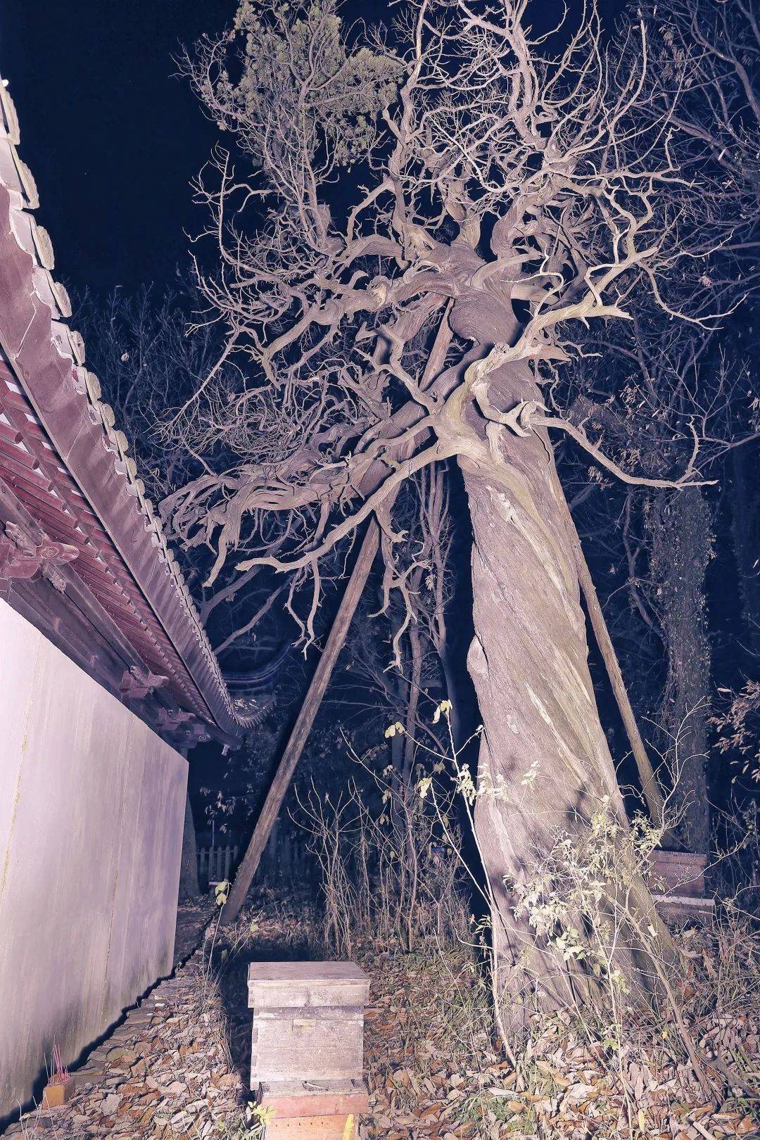 树碑立传丨天赐祥瑞:与社共生的古木_社坛_东山村_祭祀