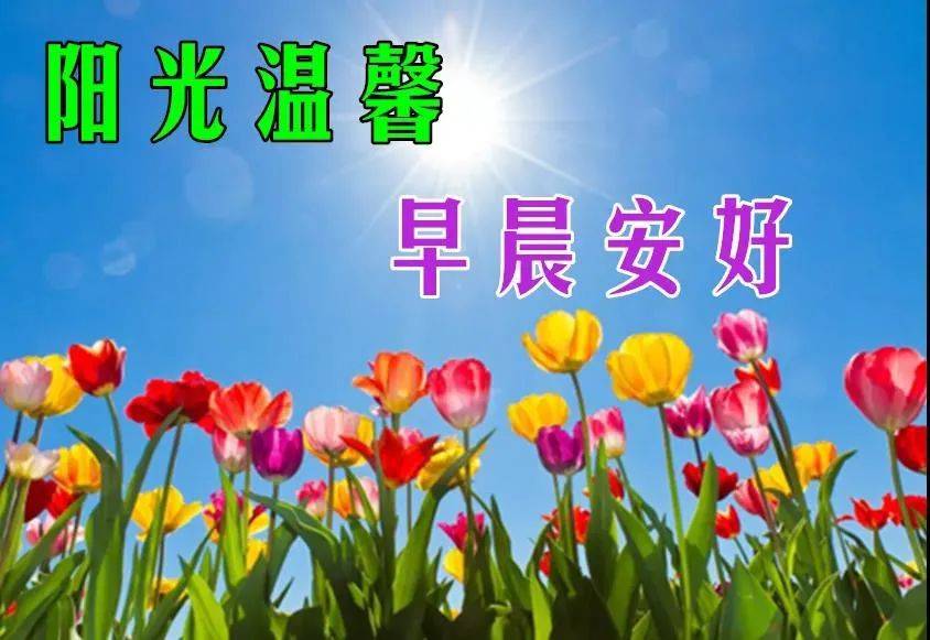 8张最新漂亮早上好问候动态鲜花图片带字 2023创意唯美夏日早上好问候
