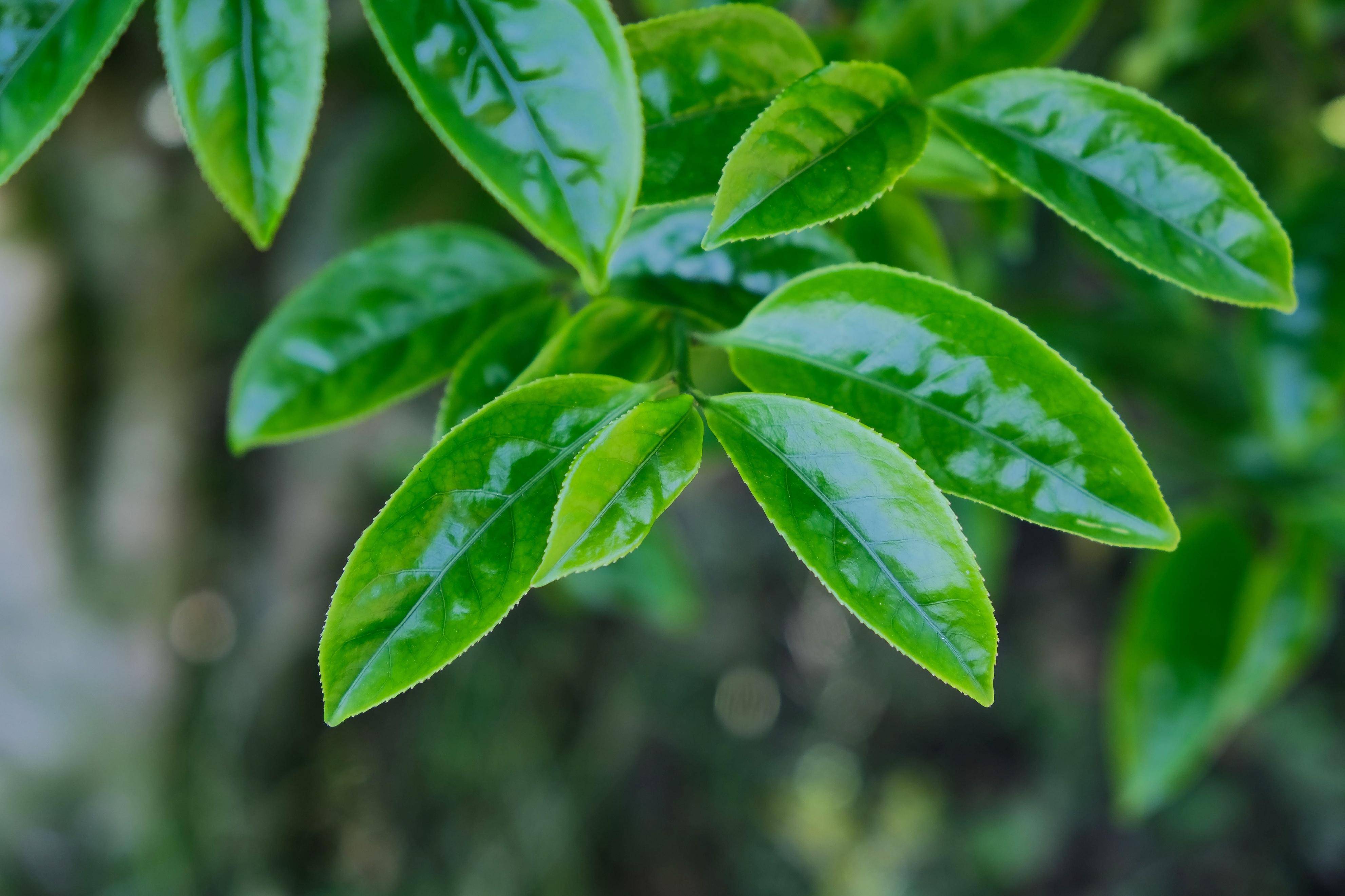 尝一下姜花香如何直达天灵吧!_开发_沐沐_口腔