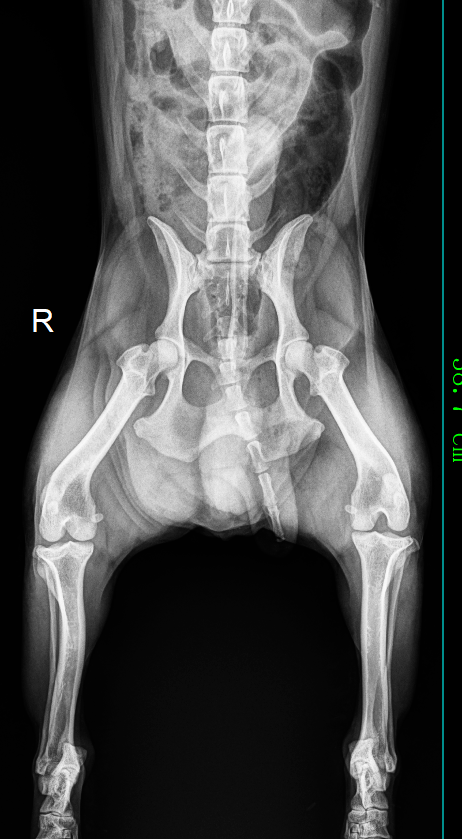 大龄狗狗身上鼓大包还便秘,很可能是会阴疝惹的祸_临床_治疗_包括
