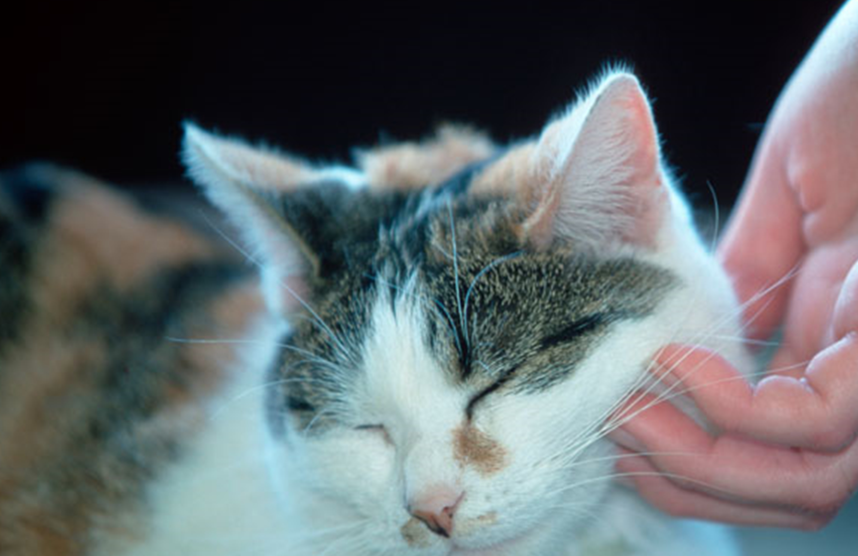 猫咪口腔溃疡能吃土霉素吗
