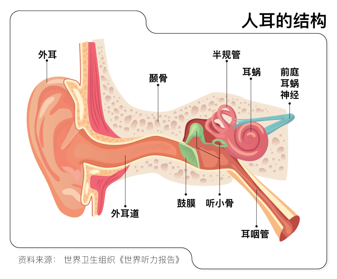 鼓膜详解图图片