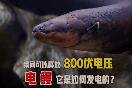 电鳗是怎么发电的?_电流_器官_应用