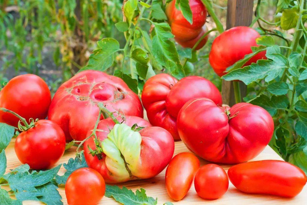 【以色列赛姆乐】_温度_番茄_果实