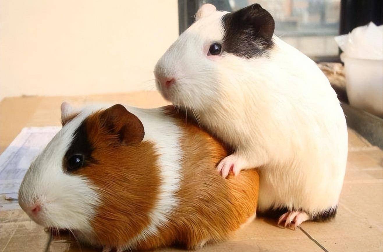 五种适合家养的小宠物,兔子仓鼠龙猫荷兰猪松鼠,你喜欢哪一种?