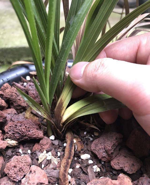 兰花新苗出现茎腐怎么办?_发病_兰苗_病菌