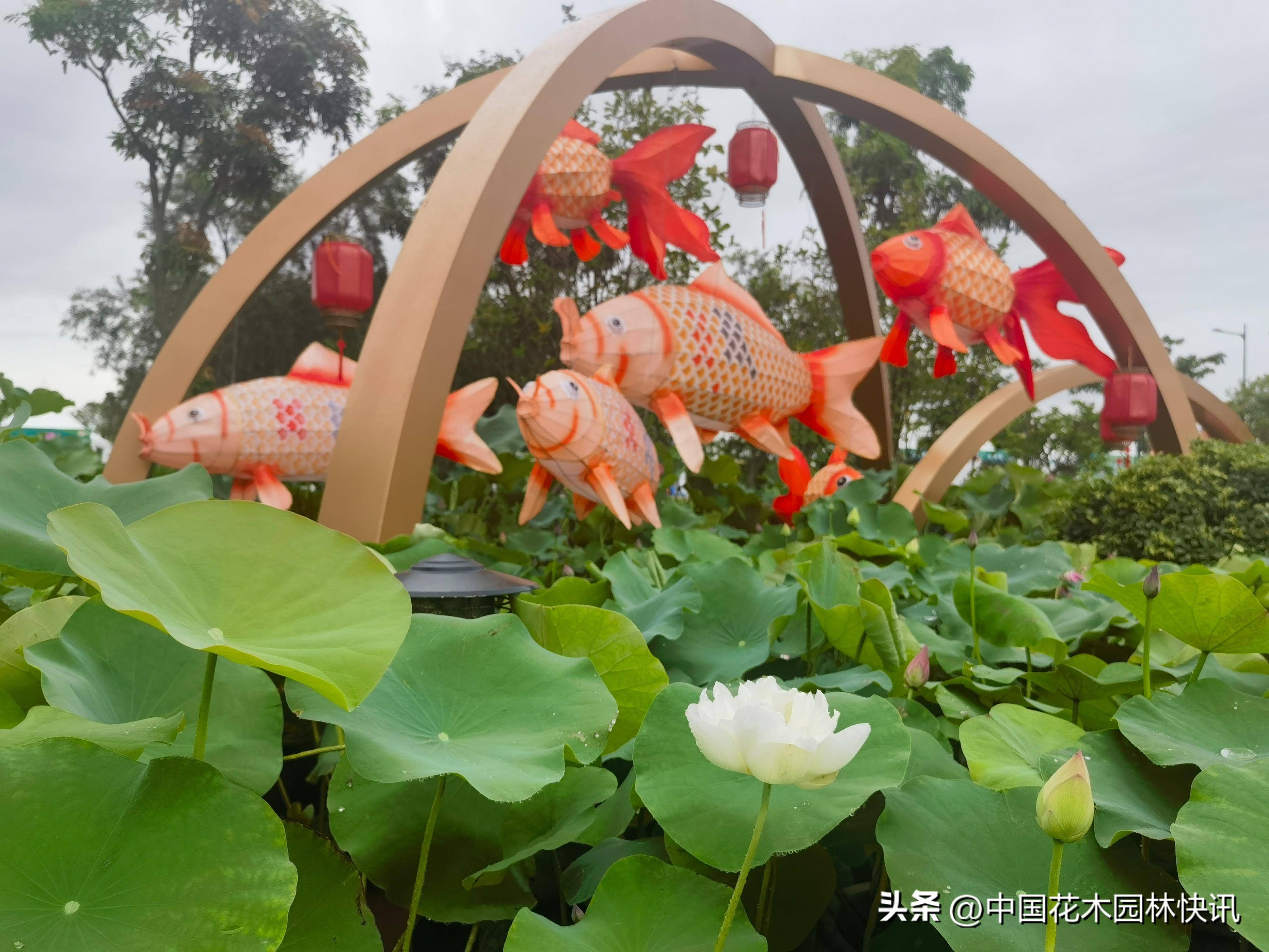 首届横琴荷花节开幕 50余个荷花睡莲精品集中亮相_品种_植物_主题