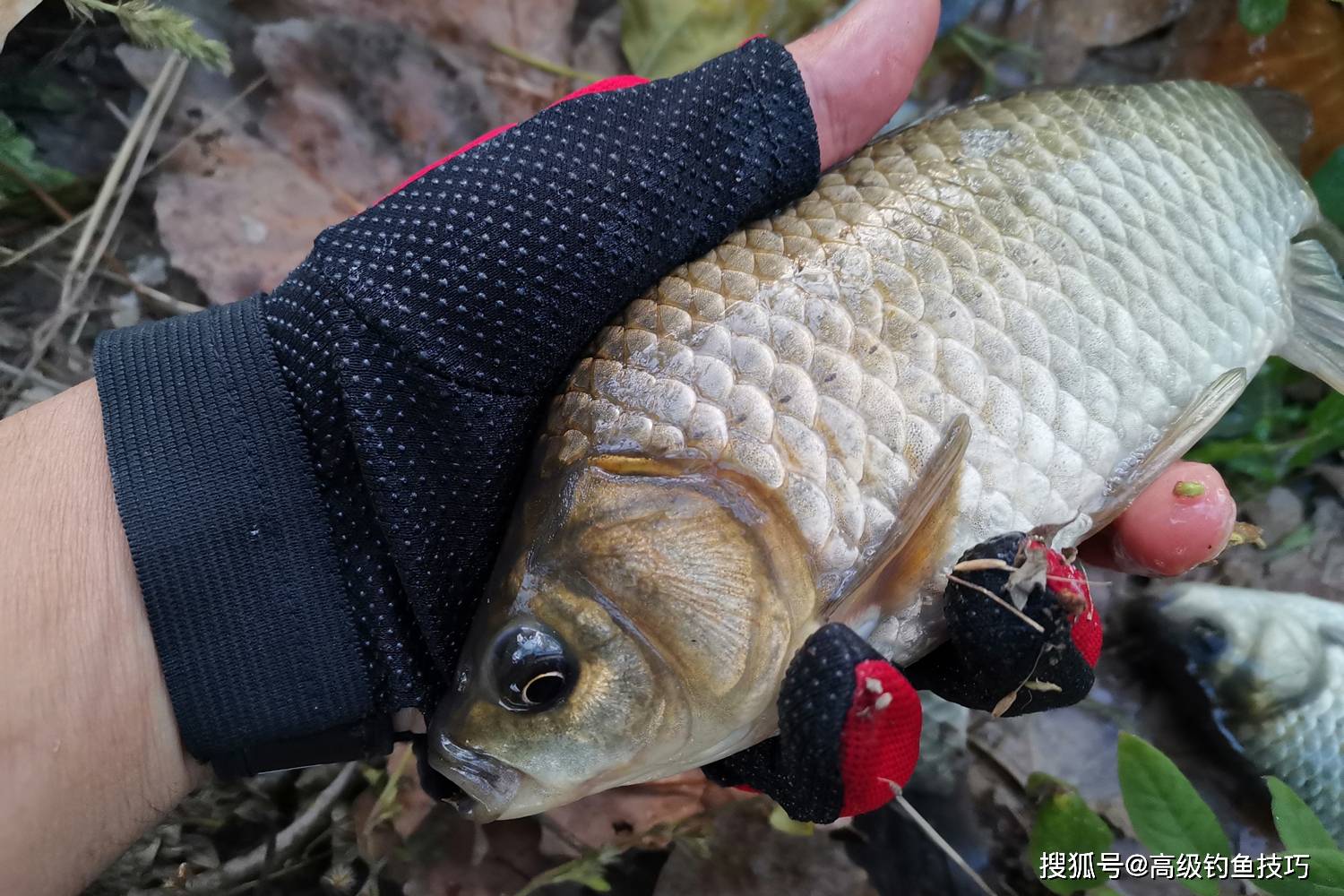 而且,鯽魚和鯉魚主要在淺水區或者深淺交界處覓食,早晨和晚上釣它們