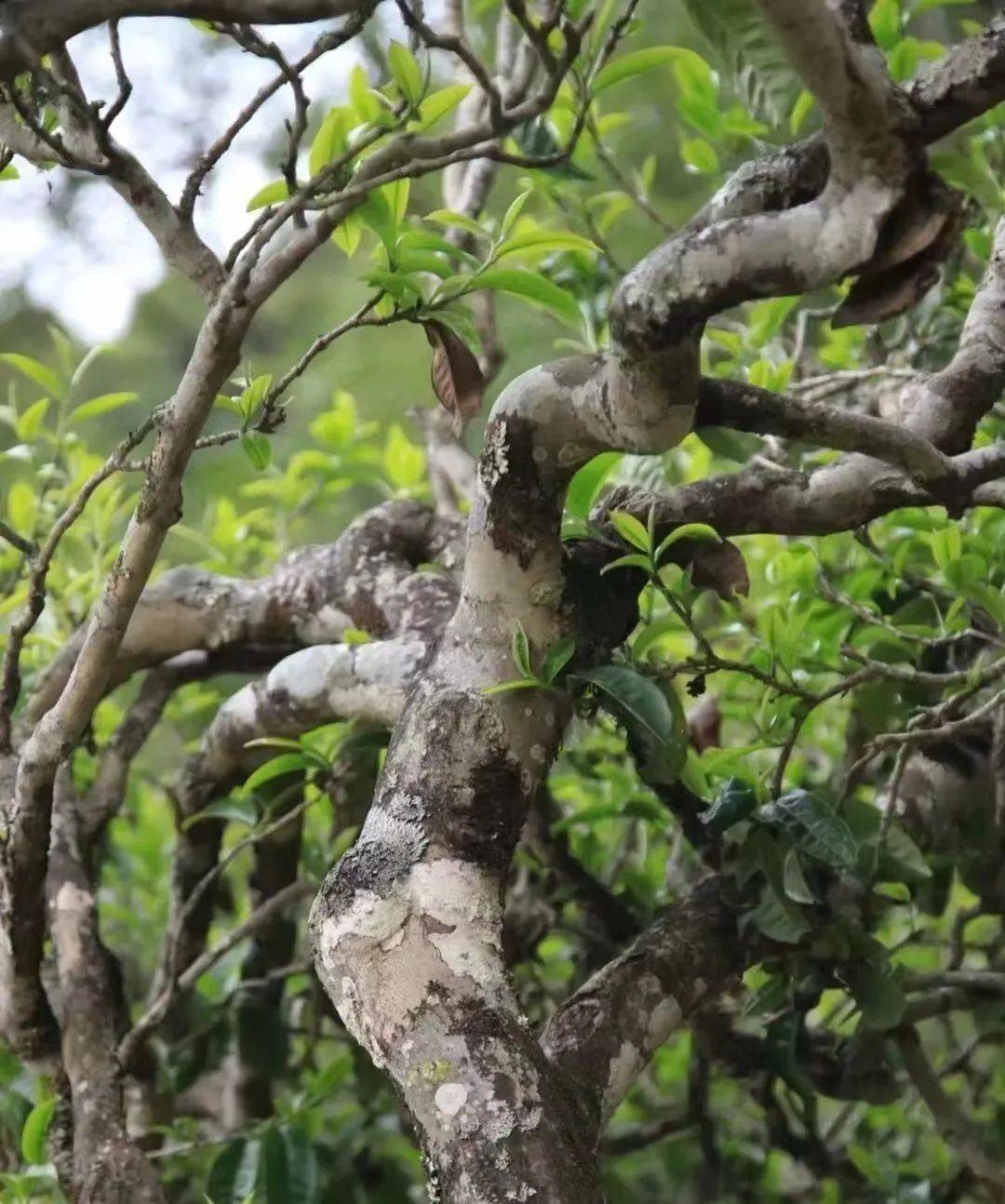 年平均气温20～23℃,降水量充沛,常年高温湿润,是著名的"布朗山古茶山