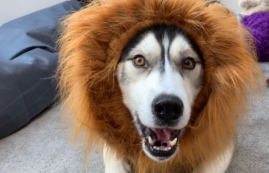 而这位铲屎官则是从网上买了一个狮子头套,给自己养的哈士奇套上了