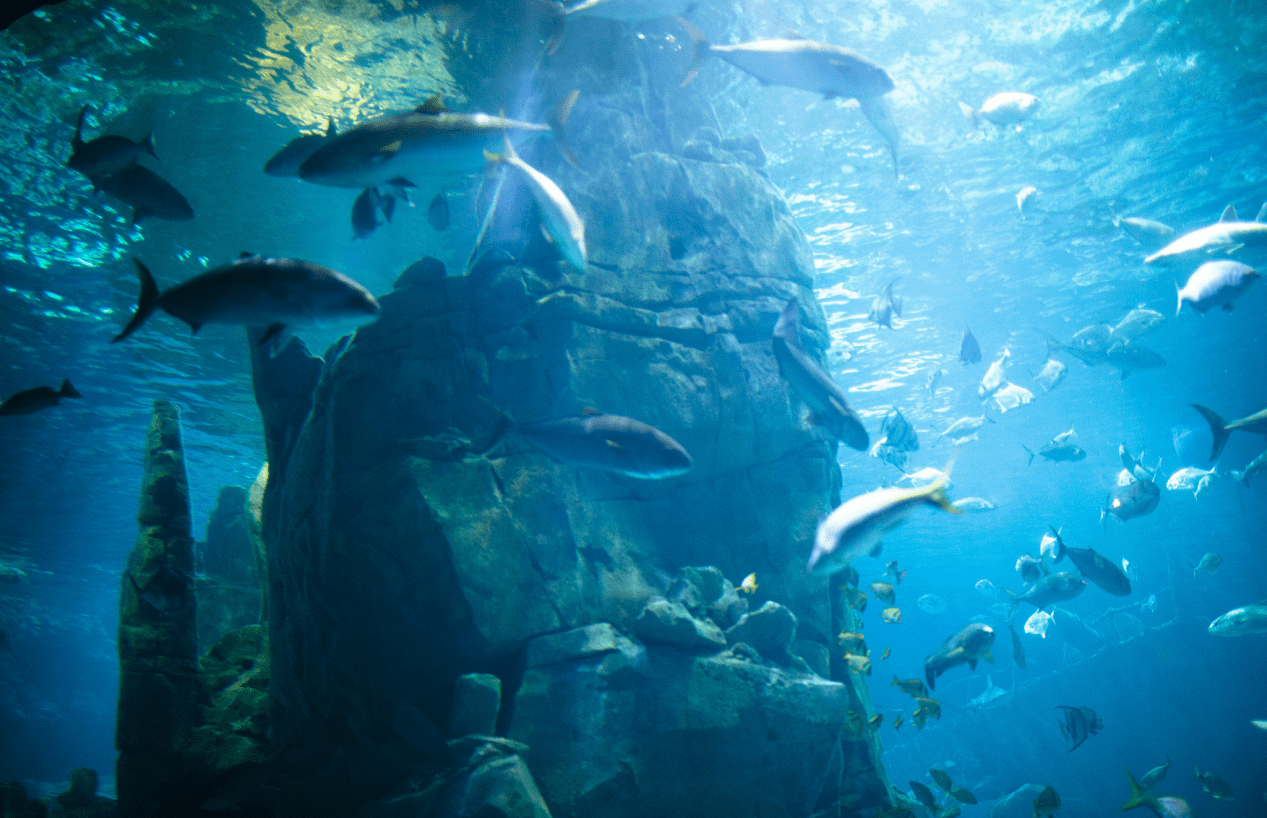 海洋館三維掃描建模_海洋館三維激光測量_海洋館數字孿生_進行_生物