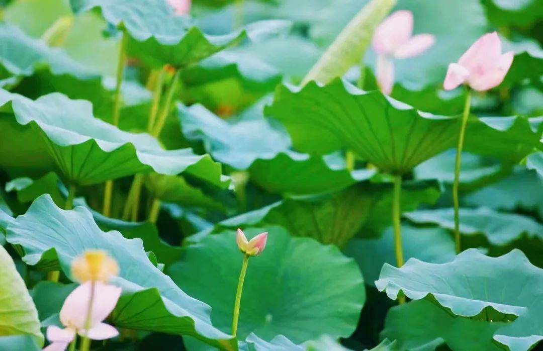 如此就会登上热搜#妈妈的荷花头像上新了#话题每年荷花盛开如果不信