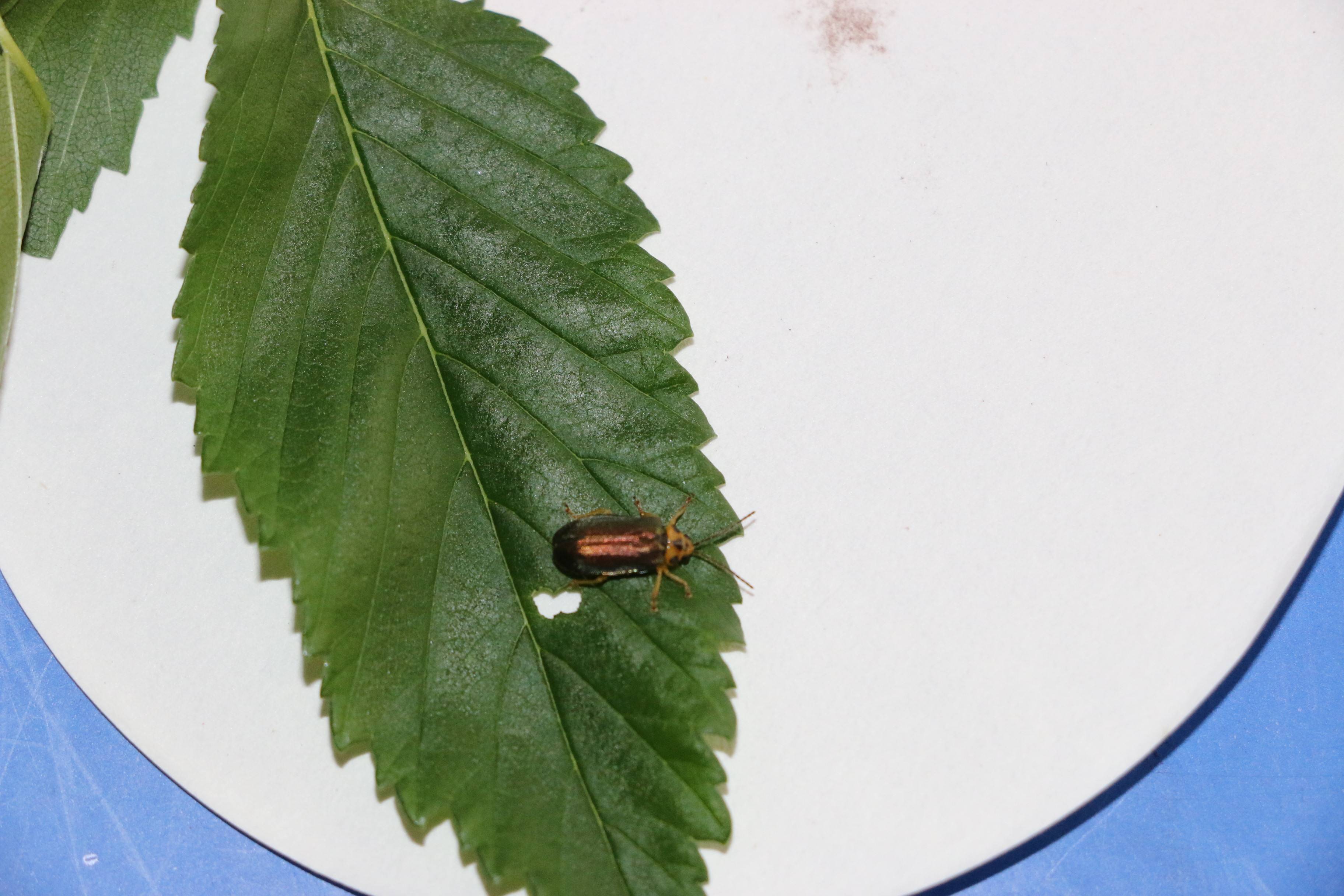 降雨频繁,哈尔滨多地现榆叶甲虫害!园林部门回应_作业_哈市_香坊区