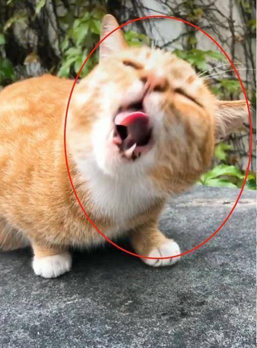 橘猫因超丑"表情包"爆红,奶凶奶凶的,猫:铲屎的,你胆肥了?