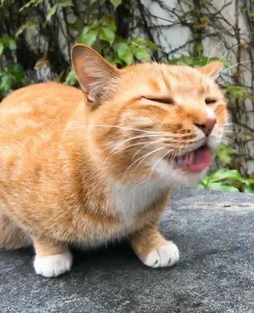 橘猫因超丑"表情包"爆红,奶凶奶凶的,猫:铲屎的,你胆肥了?