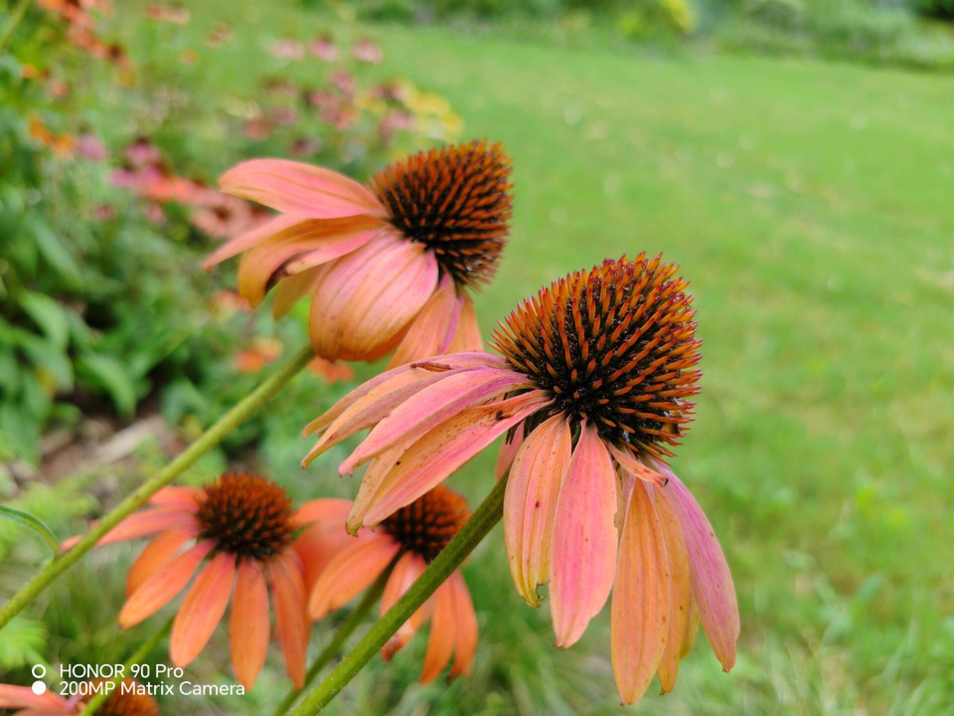 荣耀90pro:2亿像素加持,这可能是同价位拍照最好的旗舰手机_照片_相机