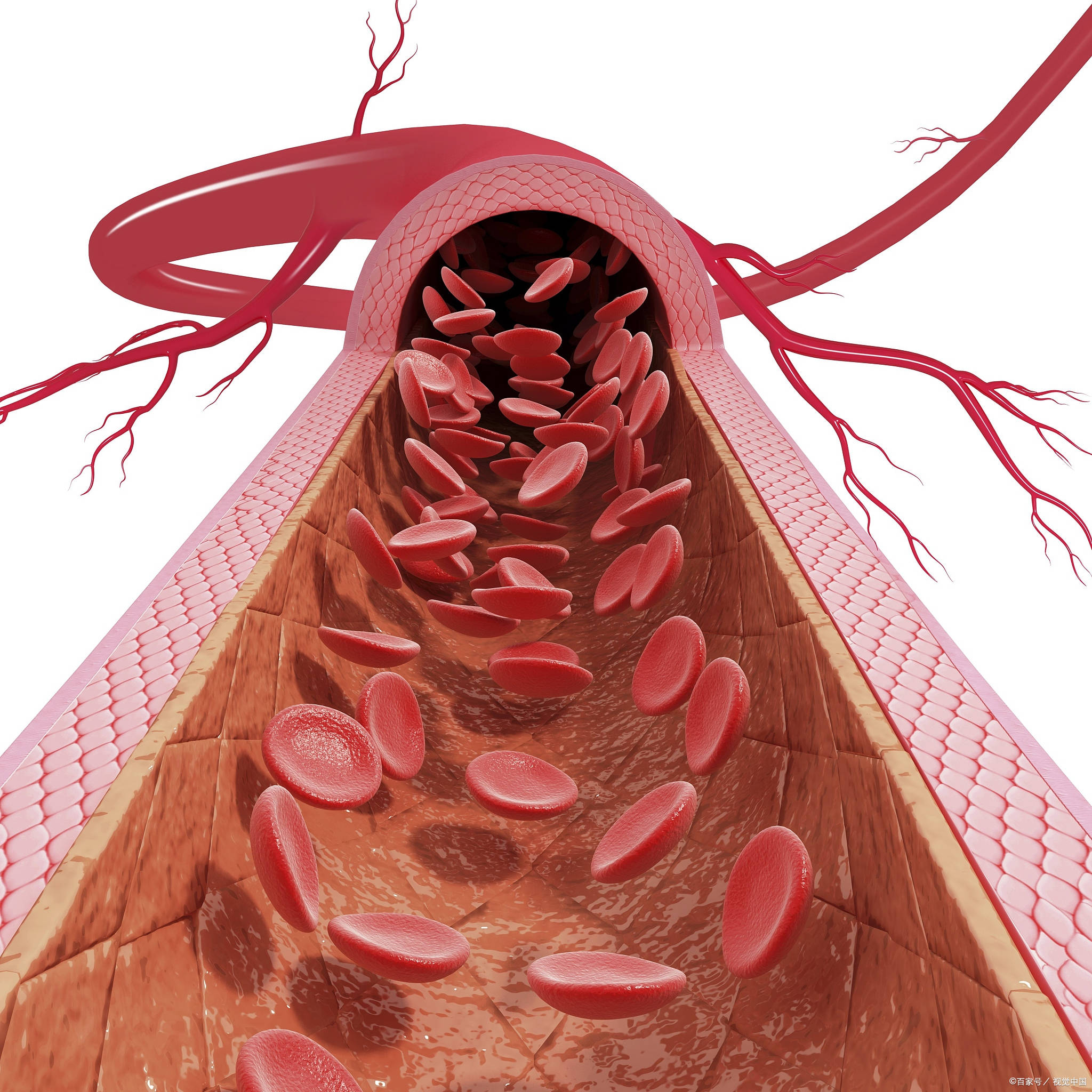 血管卡通图图片