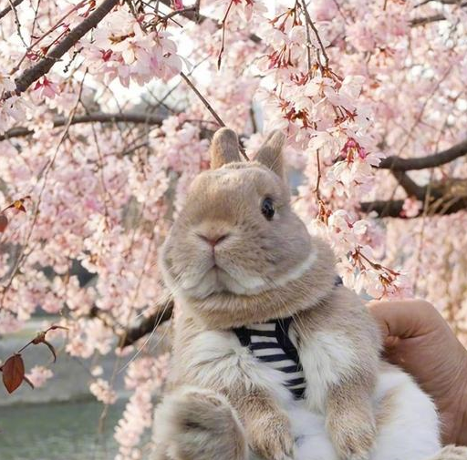 可爱小兔兔与主人出门踏春,一脸好奇,网友:真是萌萌哒_桃花_带着_小草