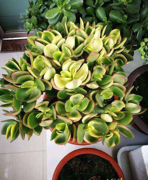 玉树和燕子掌有什么不同?如何养殖才能长得旺盛?