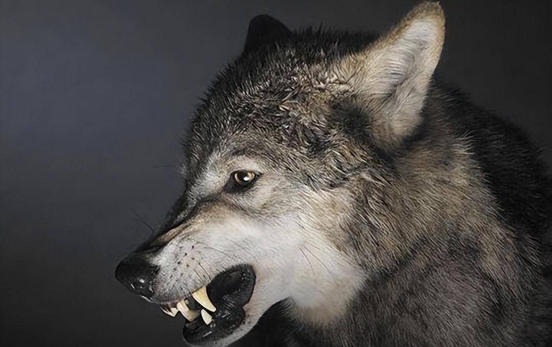 新疆3岁男孩被狼咬下半张脸,父亲都烦他,姐姐却给他找了个媳妇_寇金成