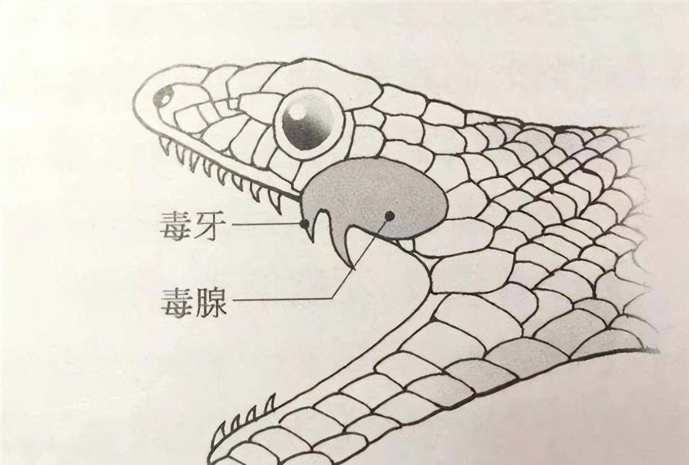 2021年,埃及一家4口坐车出游,连同司机一起被咬身亡_毒蛇_眼镜蛇