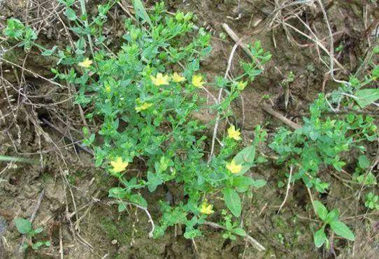 农村田里野草,老农称"斑鸠窝",如今20元一斤,价值珍贵_种植_我国_花卉