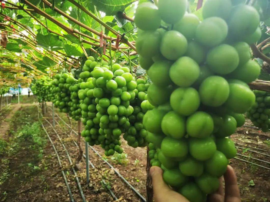 洋丰农服助力西昌葡萄亩产万斤_种植户_人员_技术