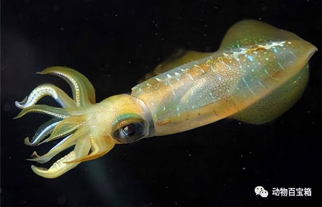 一言不合就喷墨,乌贼这一肚子黑水儿哪儿来的?_墨汁_捕食者_墨囊