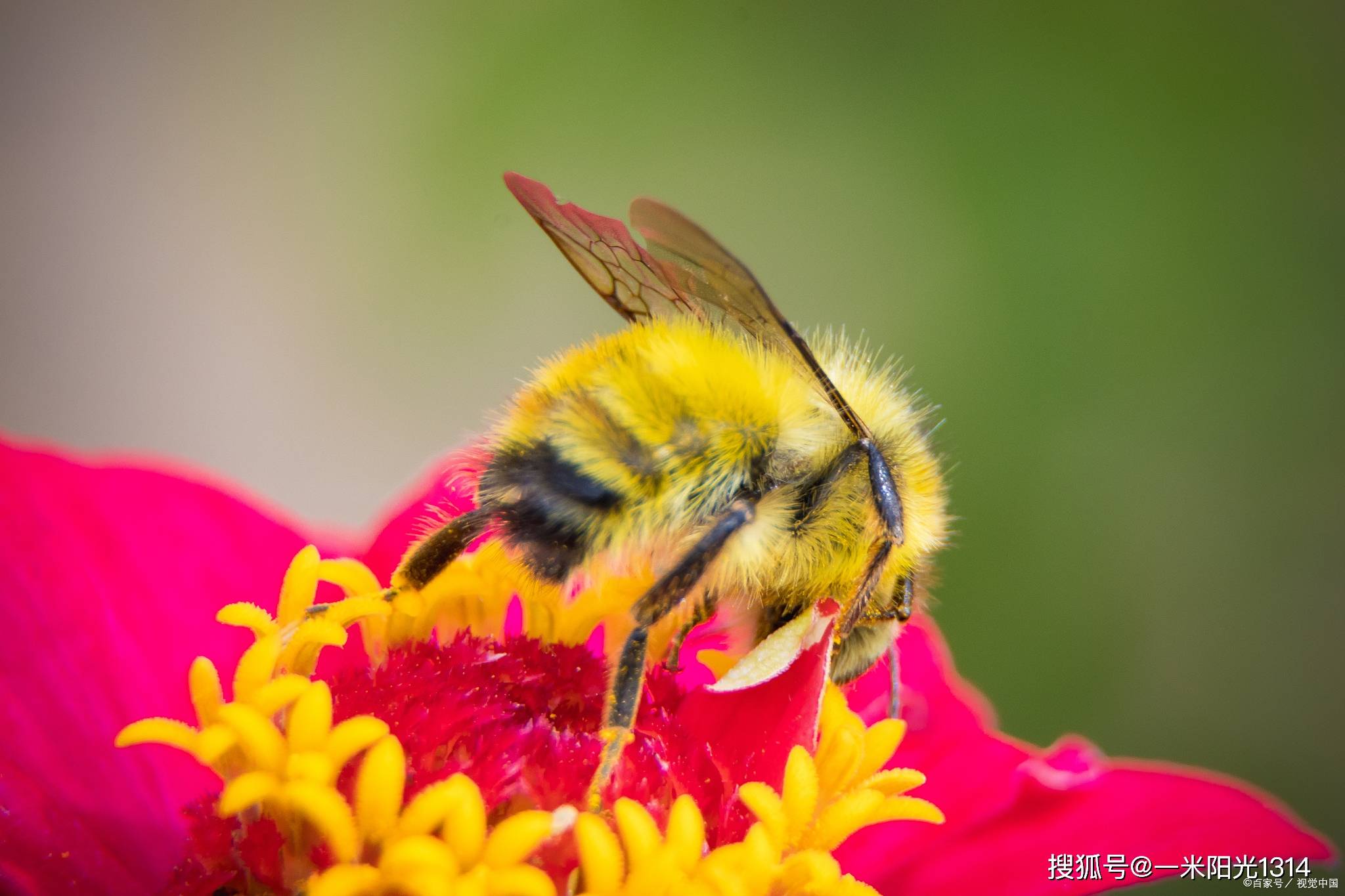 蜜蜂与蜜蜂皇后的生命周期_蜂巢_工蜂_蜂蜜