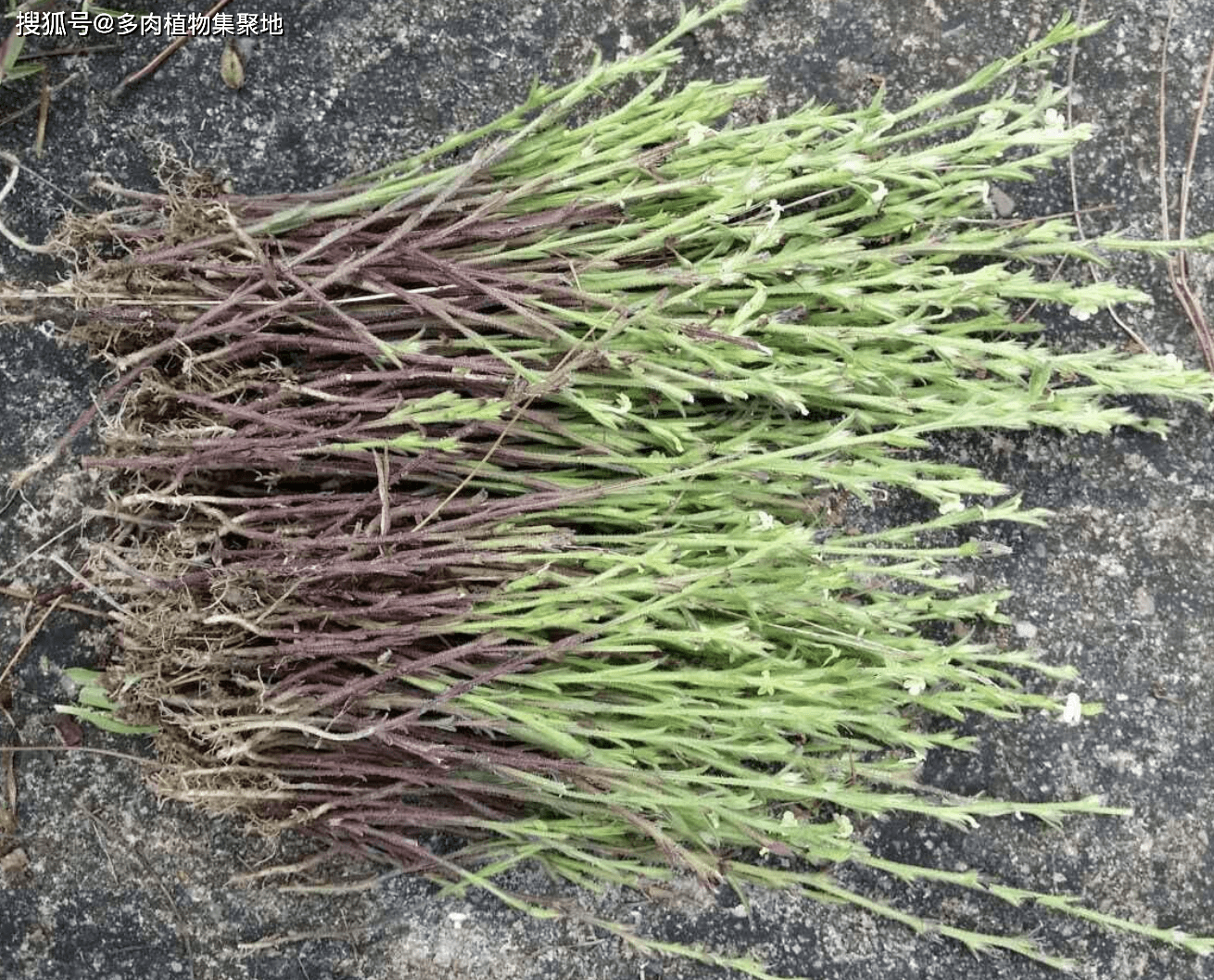 人称"矮脚子",在农村就能挖到,上年纪的人可能见过_野草_植物_处理