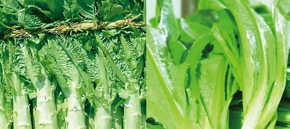 油麦菜是莴笋叶吗?二者到底有啥区别?涨知识了_蔬菜_口感_叶子