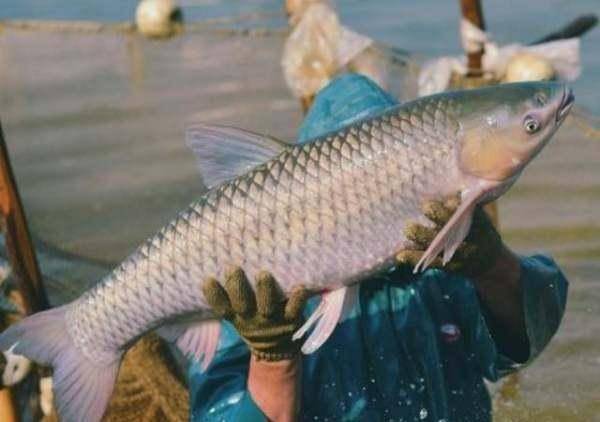 養殖的草魚得了魚鱗病,該怎麼治療呢?_魚苗_池塘_藻類