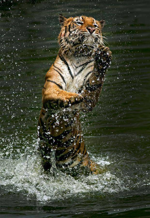 印尼动物园的苏门答腊虎自由奔放摄影师记录下精美绝伦的动态_老虎