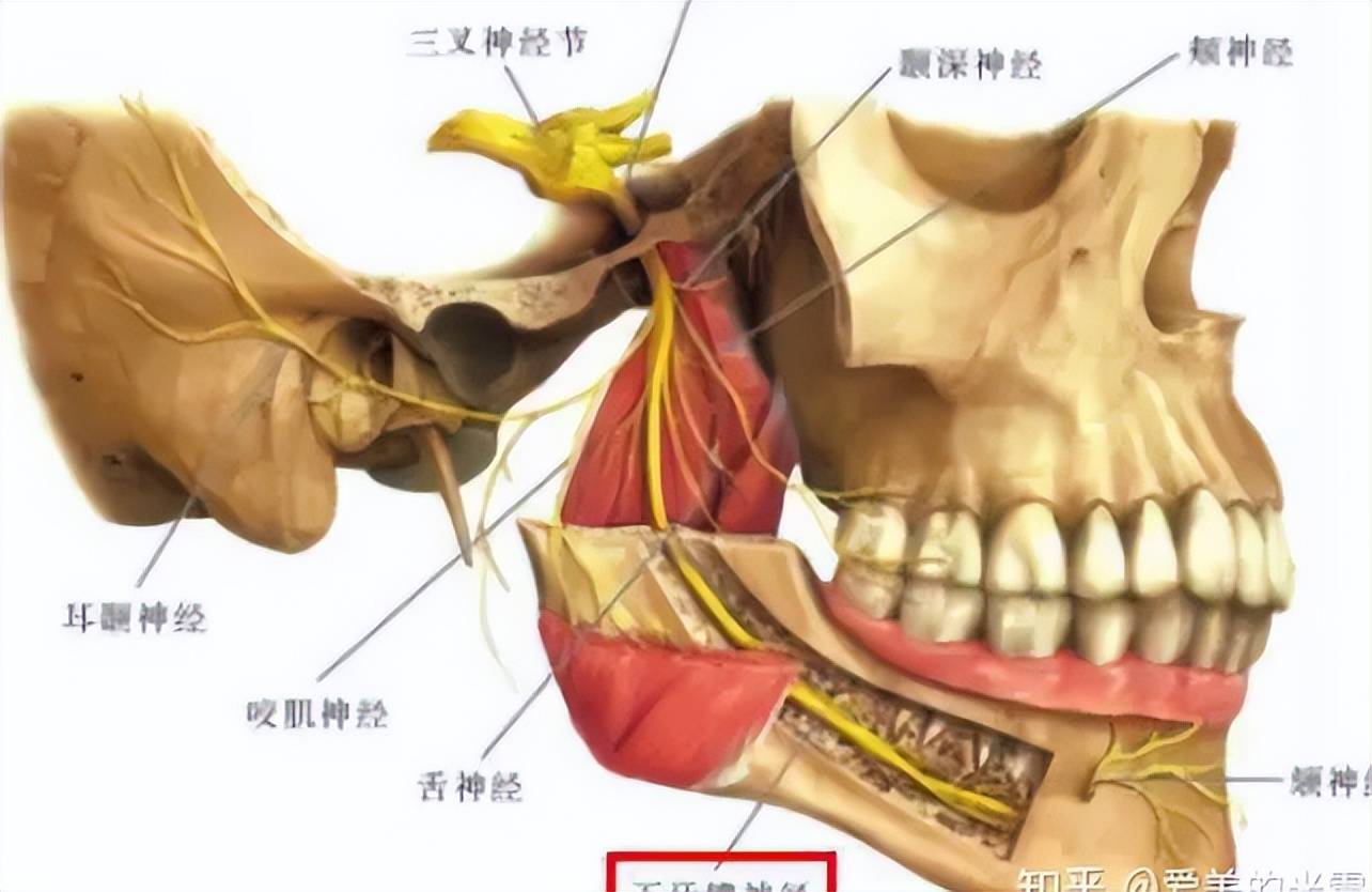 下巴肌肉结构图片