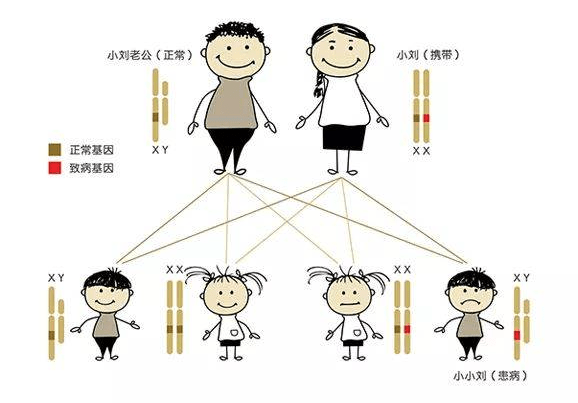 红绿色盲遗传图图片