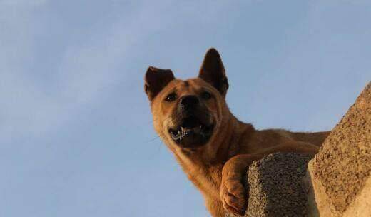 黄渤狗秋田犬图片